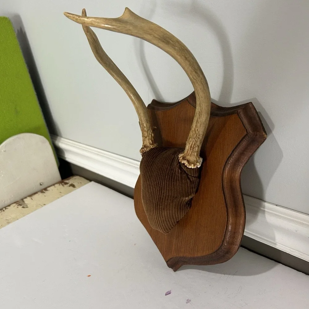 Antler Plaque Mount Taxidermy / Cabin Lodge Man Cave Point Whitetail Deer Real